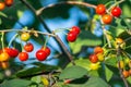 Ripe cherry fruit on a tree branch Royalty Free Stock Photo