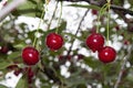 Cherries on the tree after the rain Royalty Free Stock Photo