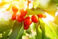 Ripe cherry on a green branch in sunlight Royalty Free Stock Photo