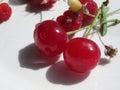 Ripe cherry with a leaf isolated on white background Royalty Free Stock Photo