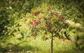 Ripe cherry orchard field
