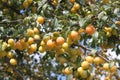 Ripe cherry plum on a branch close-up, background, wallpaper Royalty Free Stock Photo