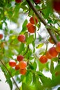 Ripe cherry plum tree