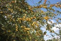 Ripe cherry plum on a tree, background, wallpaper Royalty Free Stock Photo