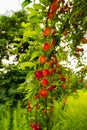 Ripe cherry plum on a twig in the garden