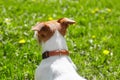 Cute Jack Russell Terrier pet dog looking at the green lawn on a sunny summer day