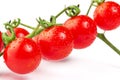 Ripe Cherry tomatoes on branch isolated on white background Royalty Free Stock Photo