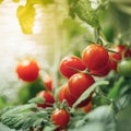 Ripe cherry tomatoes bush Royalty Free Stock Photo