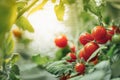 Ripe cherry tomatoes bush Royalty Free Stock Photo