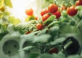 Ripe cherry tomatoes bush Royalty Free Stock Photo