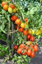 Ripe cherry tomatoes growing on the branches. Cherry tomatoes. Royalty Free Stock Photo