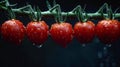 Ripe cherry tomatoes on a twig. Royalty Free Stock Photo