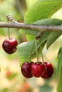 Ripe cherrys hanging on the branch in the orchard. Royalty Free Stock Photo