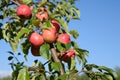 Ripe Chestnut Crabapples (Malus 'Chestnut') Royalty Free Stock Photo