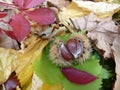 Ripe chestnut in prickly peel on colorful autumn leaves.