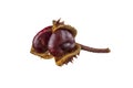 Ripe chestnuts with a branch, clipping path