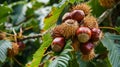 Ripe Chestnuts on Chestnut Tree in Autumn Royalty Free Stock Photo