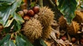 Ripe Chestnuts on Chestnut Tree in Autumn Royalty Free Stock Photo