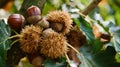 Ripe Chestnuts on Chestnut Tree in Autumn Royalty Free Stock Photo