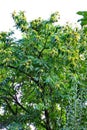 Ripe chestnuts on a chestnut tree Royalty Free Stock Photo