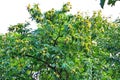 Ripe chestnuts on a chestnut tree Royalty Free Stock Photo