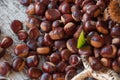 Ripe chestnuts close up. Raw Chestnuts for Christmas. Fresh sweet chestnut. Castanea sativa top wiew. Food background. Royalty Free Stock Photo