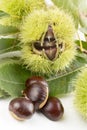 Ripe chestnuts close up. Raw Chestnuts. Royalty Free Stock Photo