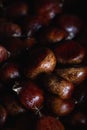 Ripe chestnuts close up. Raw chestnuts. Fresh sweet chestnut. Winter or Christmas background Royalty Free Stock Photo