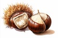 Ripe chestnuts close up. Sweet edible chestnuts. Watercolour Drawing