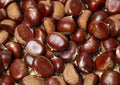 Ripe chestnuts