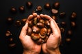 Ripe chestnuts in hands close up. Raw Chestnuts for Christmas. Fresh sweet chestnut Royalty Free Stock Photo