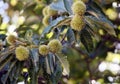 Ripe chestnuts hang on the branches of the chestnut tree.