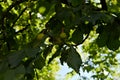 Ripe chestnuts in the tree Royalty Free Stock Photo