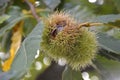 Ripe chestnuts up close at a tree