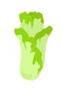 Illustration of Chinese Cabbage