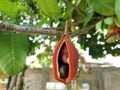 The ripe Chinese chestnut in Thailand or Castanea mollissima