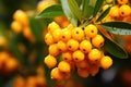 Ripe Chinese lemongrass, yellow shrub with leaves