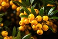 Ripe Chinese lemongrass, yellow shrub with leaves