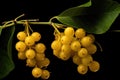 Ripe Chinese lemongrass, yellow shrub with leaves