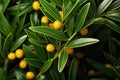Ripe Chinese lemongrass, yellow shrub with leaves