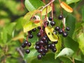 Ripe Choke Cherries