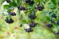 Ripe chokeberries Royalty Free Stock Photo