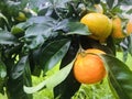 Ripe Citrus aurantium on tree with green grass background. Royalty Free Stock Photo