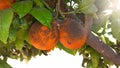 Ripe citrus fruits with sooty mold fungi