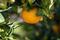 Ripe orange hanging on tree with green leaves and sunlight Royalty Free Stock Photo