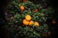 ripe clementines in a lush Mediterranean orchard