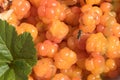 Ripe cloudberries, just collected on the bog Royalty Free Stock Photo