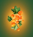 Ripe cloudberries with leaves in the air close up on a green background