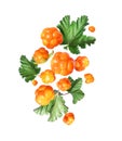 Ripe cloudberries with leaves in the air close up isolated on a white background