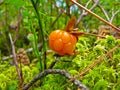 Ripe cloudberry close-up